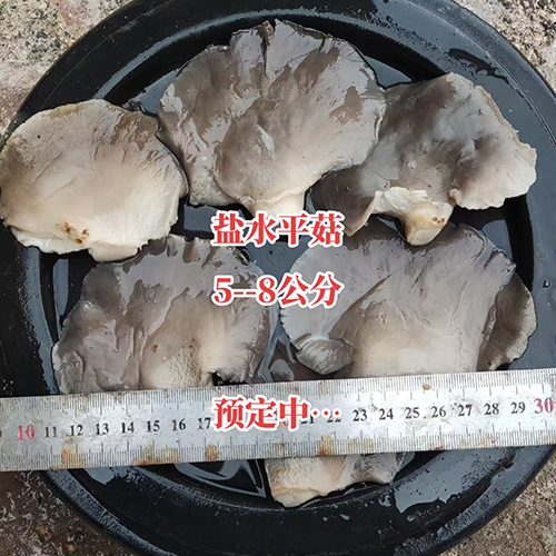 盐水平菇